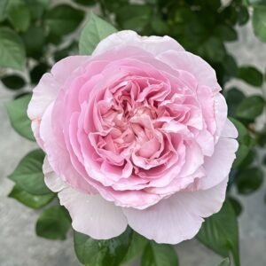 Repartil Rose