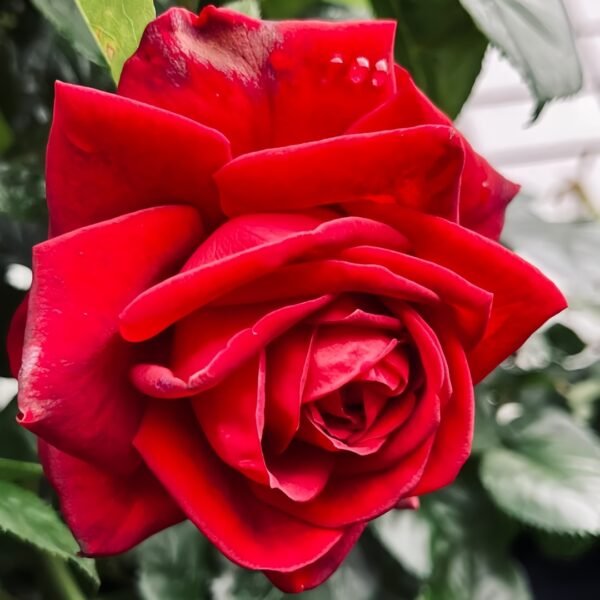 Republique de Montmartre Rose01