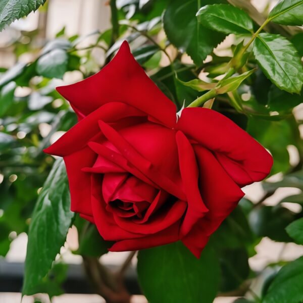 Republique de Montmartre Rose01