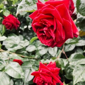 Republique de Montmartre Rose01