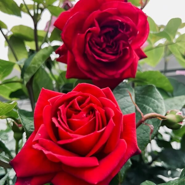 Republique de Montmartre Rose01