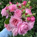 Robe à la française Rose