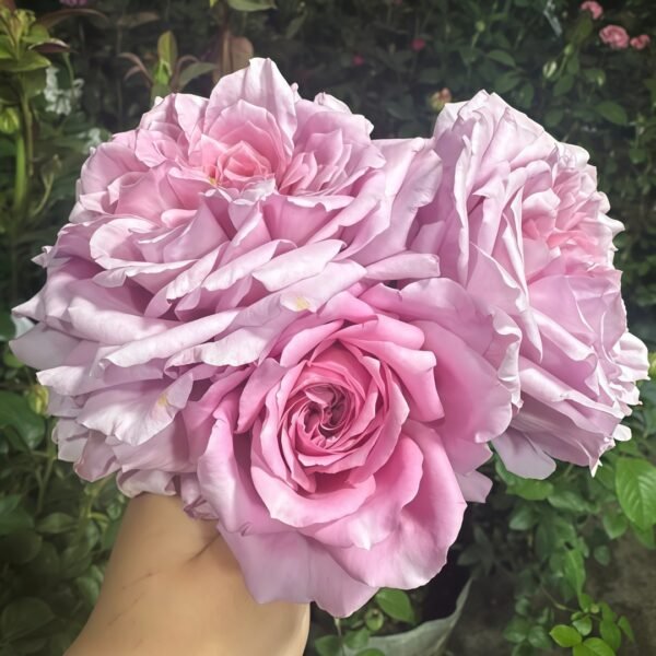 Robe à la française Rose