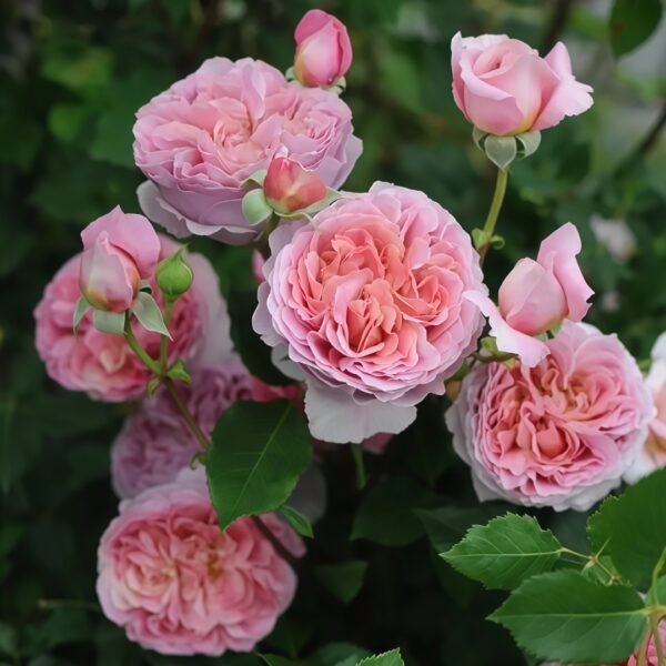 Robe à la française Rose