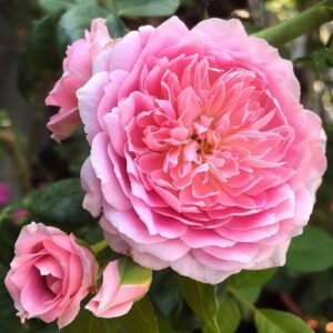 Robe à la française Rose