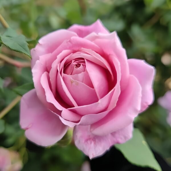 Robe à la française Rose