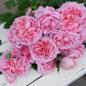 Robe à la française Rose Plant｜法国礼服 - 图片 9