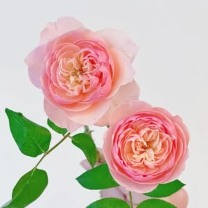 Romeo Rose