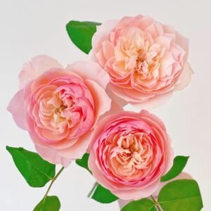 Romeo Rose