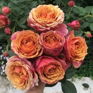 Rosa 'Naples Forever' Rose