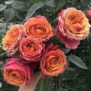 Rosa 'Naples Forever' Rose