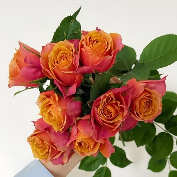 Rosa 'Naples Forever' Rose