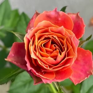 Rosa 'Naples Forever' Rose