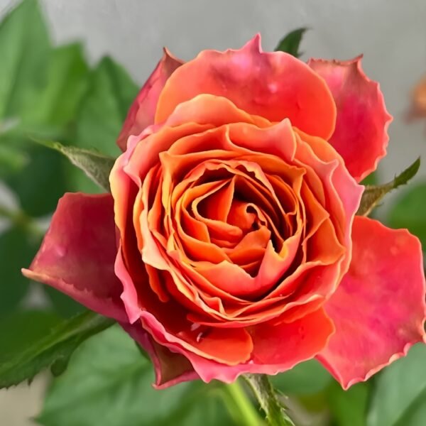 Rosa 'Naples Forever' Rose