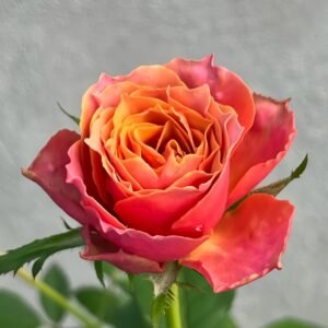 Rosa 'Naples Forever' Rose