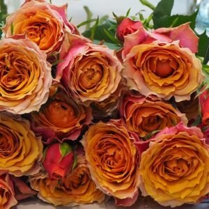 Rosa 'Naples Forever' Rose