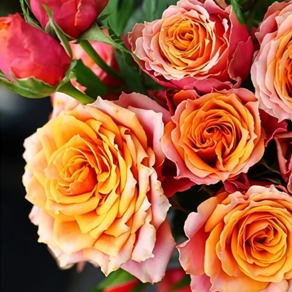 Rosa 'Naples Forever' Rose