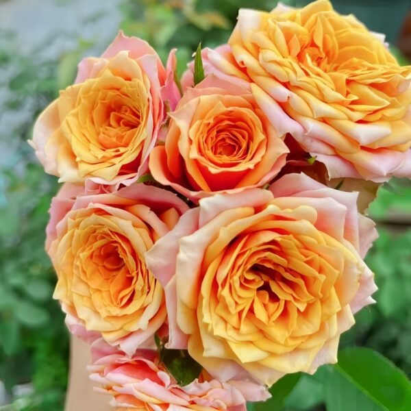 Rosa 'Naples Forever' Rose