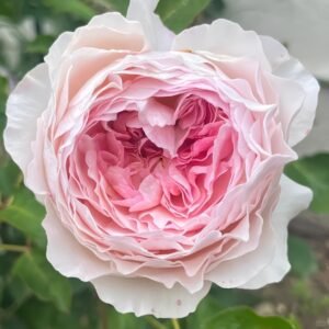 Rosalind Rose