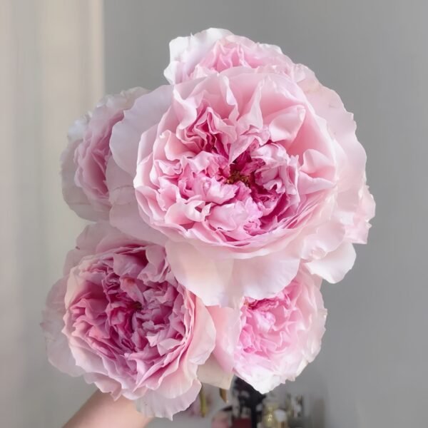 Rosalind Rose