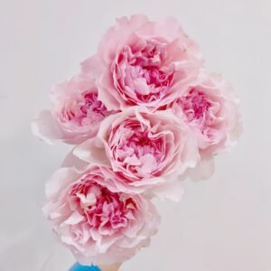 Rosalind Rose