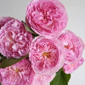 Rosalind Rose