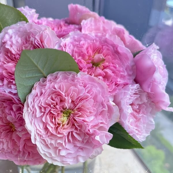 Rosalind Rose