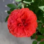 Rouge Ros