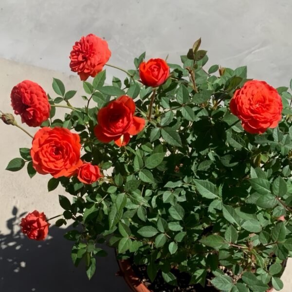 Rouge Ros