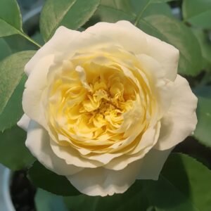 Royal Park Rose