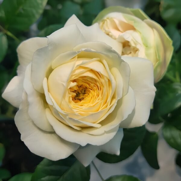 Royal Park Rose