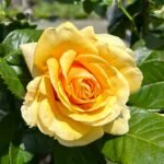 Saint Tropez Rose