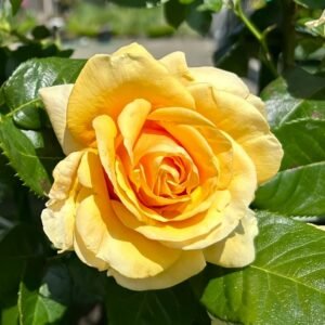 Saint Tropez Rose