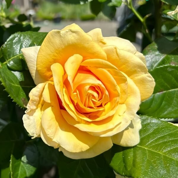Saint Tropez Rose01 Saint Tropez Rose