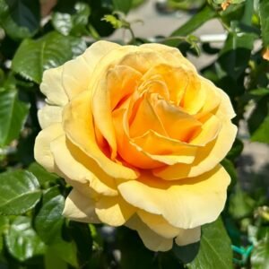 Saint Tropez Rose