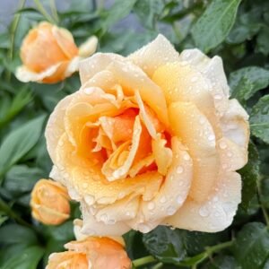Saint Tropez Rose