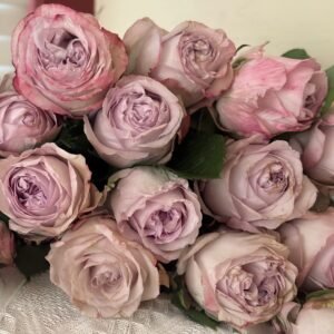 Shades of Grey Rose