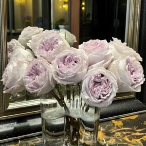 Shades of Grey Rose