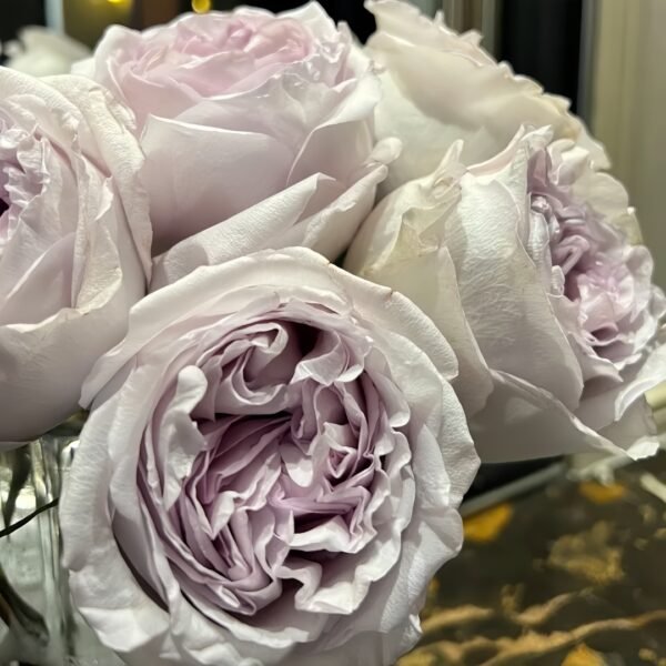 Shades of Grey Rose