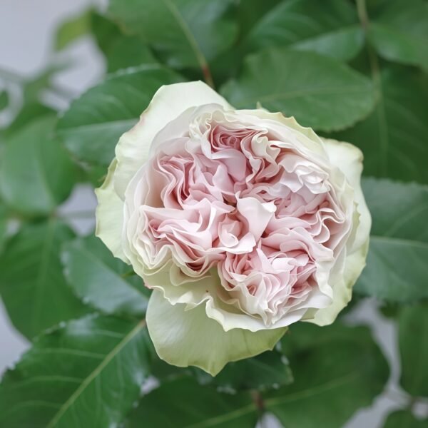 Shades of Grey Rose