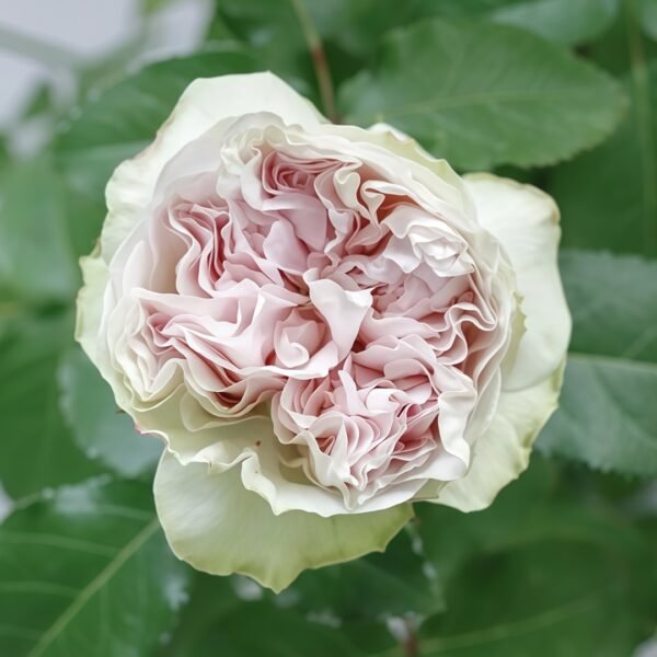 Shades of Grey Rose
