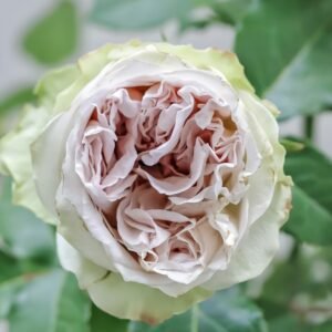 Shades of Grey Rose