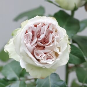 Shades of Grey Rose
