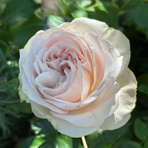 Shades of Grey Rose
