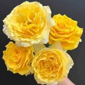 Shell Rose Plant｜贝壳 - 图片 10