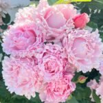 Sophie Rochas Rose