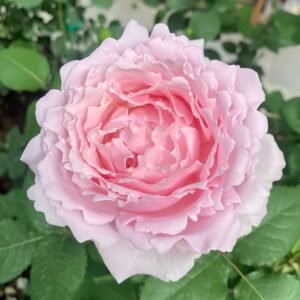 Sophie Rochas Rose