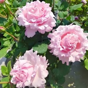 Sophie Rochas Rose