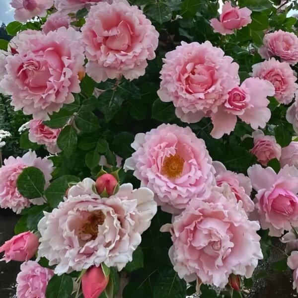 Sophie Rochas Rose
