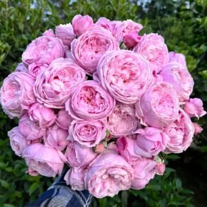 Spirit of Freedom Rose
